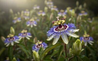 Menopause and Peri-menopause